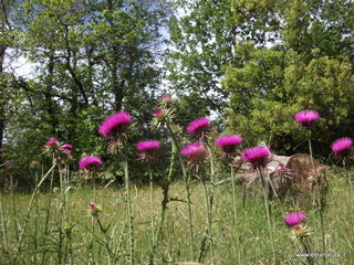 Pianobello - 26-05-2013 10-16-55.JPG